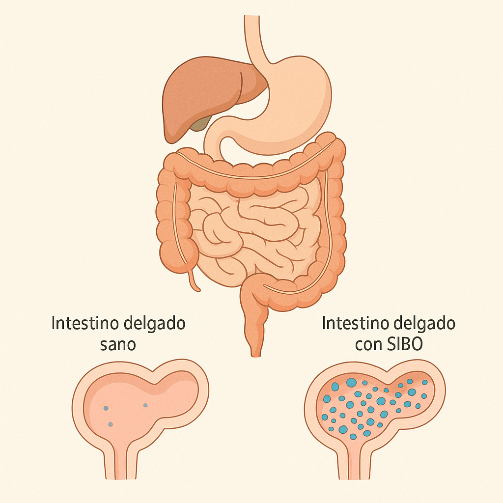 Ilustración anatómica del sistema digestivo mostrando el intestino delgado en detalle