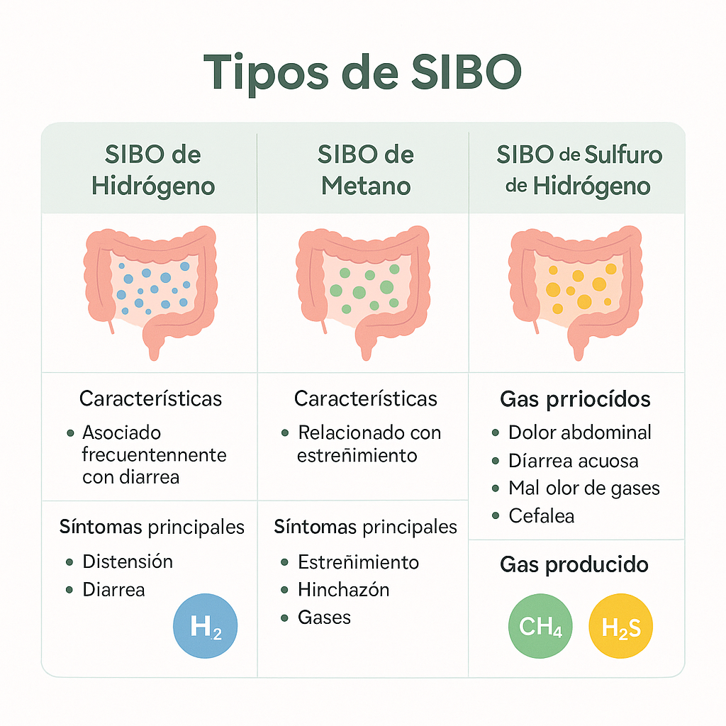 Infografía comparativa mostrando los tres tipos de SIBO