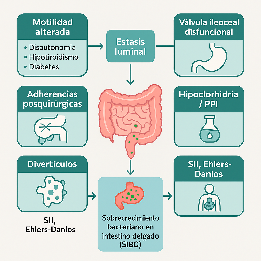 Diagrama de flujo visual mostrando las causas principales del SIBO